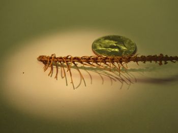 Media type: image;   Herpetology R-18364
